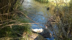 UW Bothell's wetlands