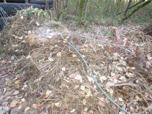 A team from the U.S. Navy helped Marian remove invasive Himalayan blackberry bushes - what a job! 