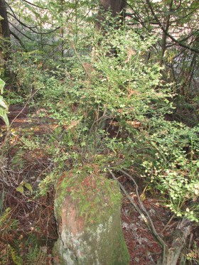 Huckleberry bush growing from a dead stump